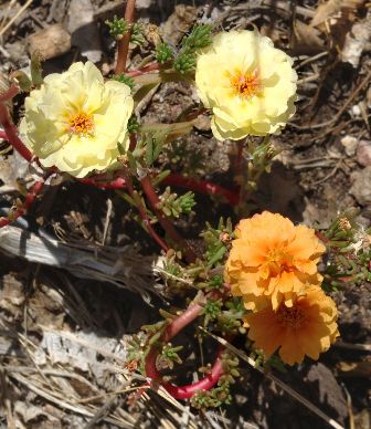 A mutation in garden moss rose to produce flowers of different colors.